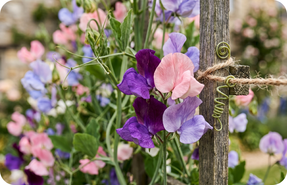 Sweet_peas